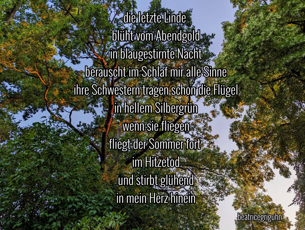 Nach der Lindenblüte