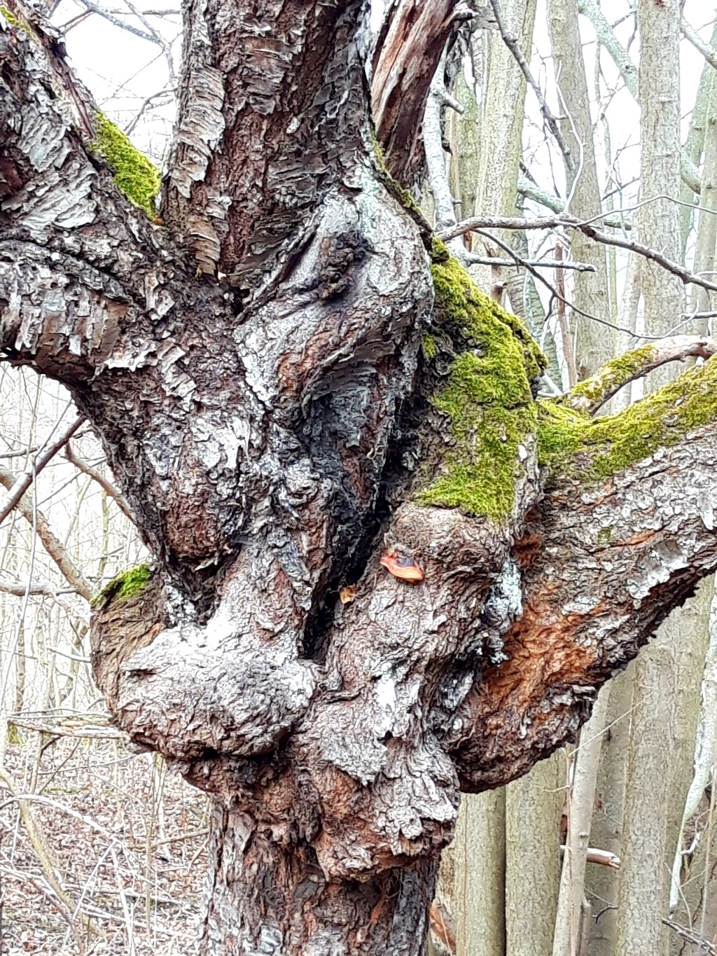 TAGEBUCH EINER ALTEN SEELE – GEORGE MACDONALD – DER&nbsp;März